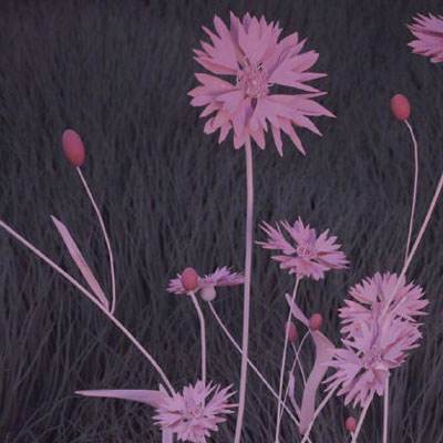 澳门正版资料大全手机app下载